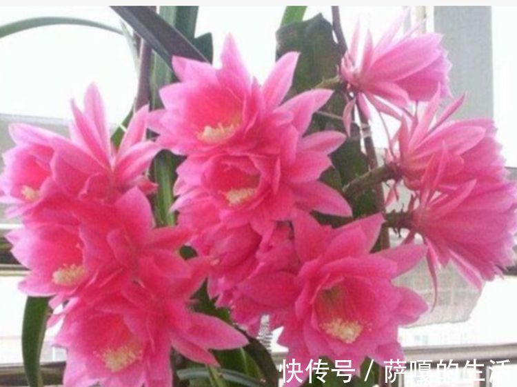 这些花卉美过玫瑰，一年四季花开不停，惊艳如花球，美翻了