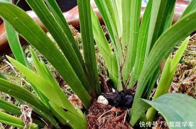 公认难养的6种花,新手慎买,养不活还浪费钱!