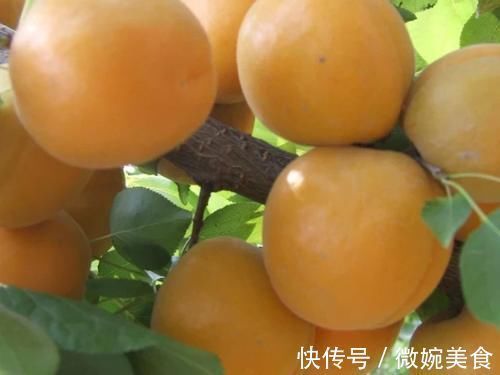 空心菜|孕妇在怀孕期间要注意,4种食物可不能多吃,胎儿不喜欢