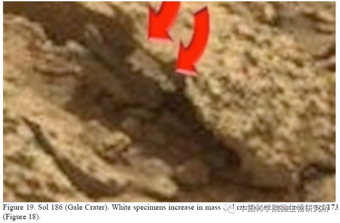 非生物 火星上存在真菌吗？