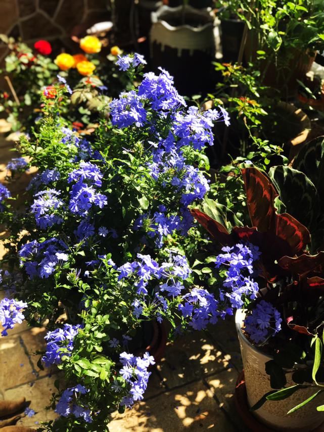 越养越上瘾的花，养一盆就入坑，特容易爆花