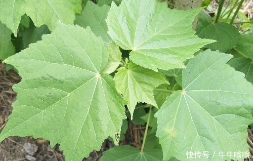 花朵|农村一种美丽的花朵，城里卖15元一盆，插杆就能活，好看又好吃