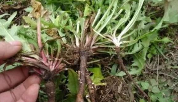 维生素b|有几物是肝毒的“克星”,常吃就是给肝脏洗澡,清除10年肝脏垃圾