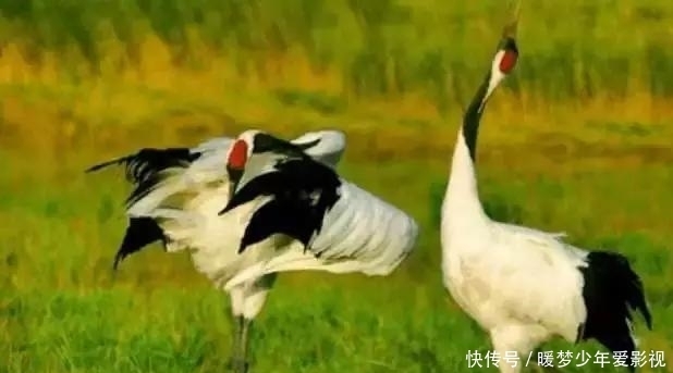 顶级|古代顶级毒药鹤顶红,威力究竟有多大,事实比你想象中还要恐怖