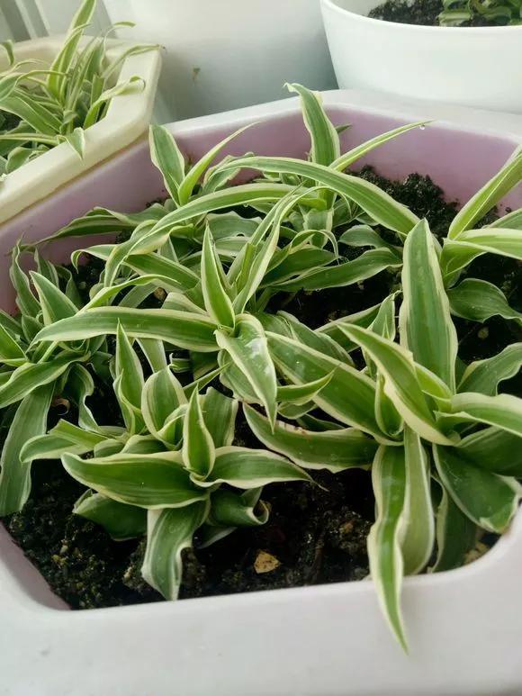 太阳花|5种花快扦插，生根超快，1周长出大白根，新手也能插得活