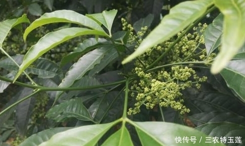 三桠|农村常见的一种野树，具有清热解毒、咽喉肿痛，祛风湿的功能