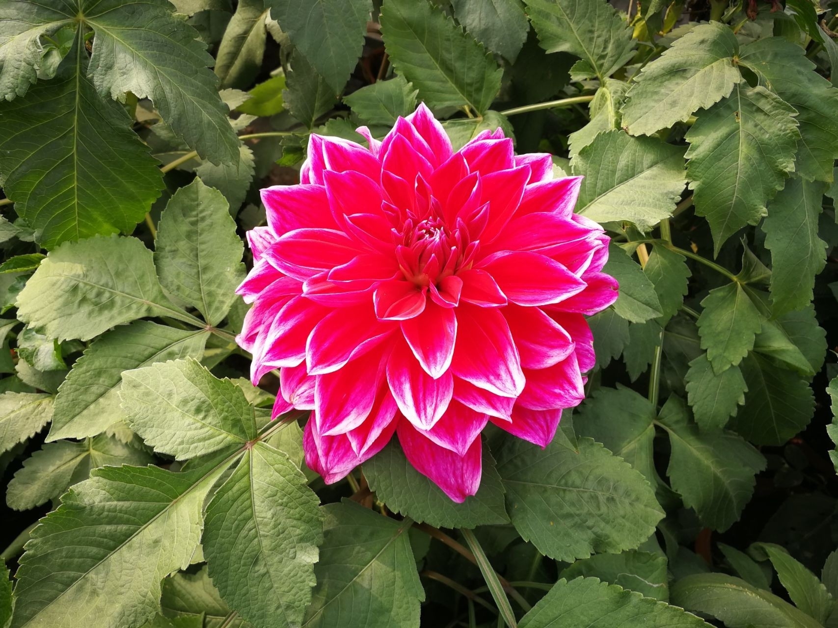 此花姹紫嫣红，串串红如火如荼，堪同牡丹媲美，是富贵的象征