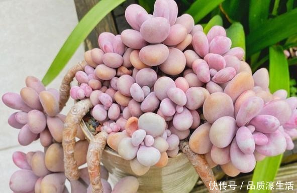 一棵桃蛋能否逆袭,往往看花友否无把握好这6点!