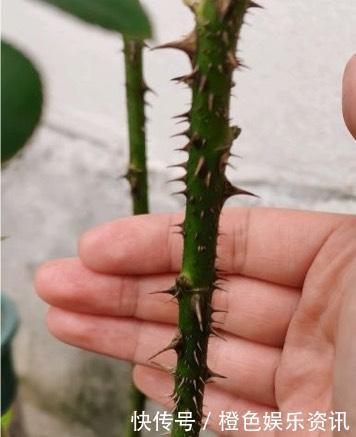 细数10种狼牙棒月季,怕刺的可绕道