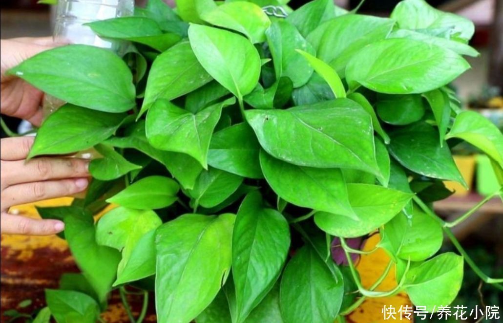 液汁|养了多年的绿萝,才知道是有毒植物,还能不能放在室内养了?