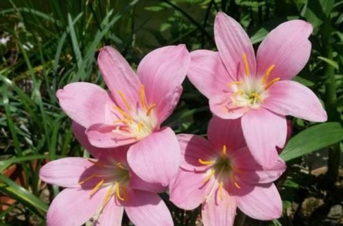  养花|养花养这四种，不仅便宜而且开花超漂亮，四季开花不断！