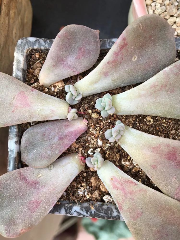 置身于美丽的多肉花园,我就是那快乐无比的多肉园丁!