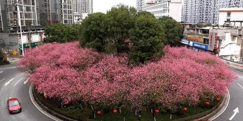 香炉山|郴州：又见桃花朵朵开，欢乐喜庆过新年