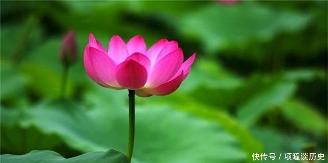 寓意|境界越高的人,越能读懂荷花的三种寓意,不止是“出污泥而不染”