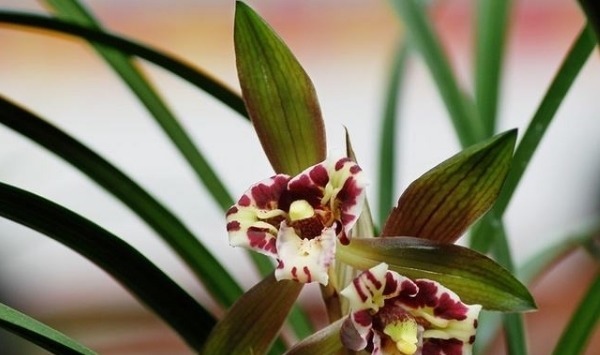 兰花空根难养活,养兰注意3个方面,兰花空根及时发现,养护更轻松