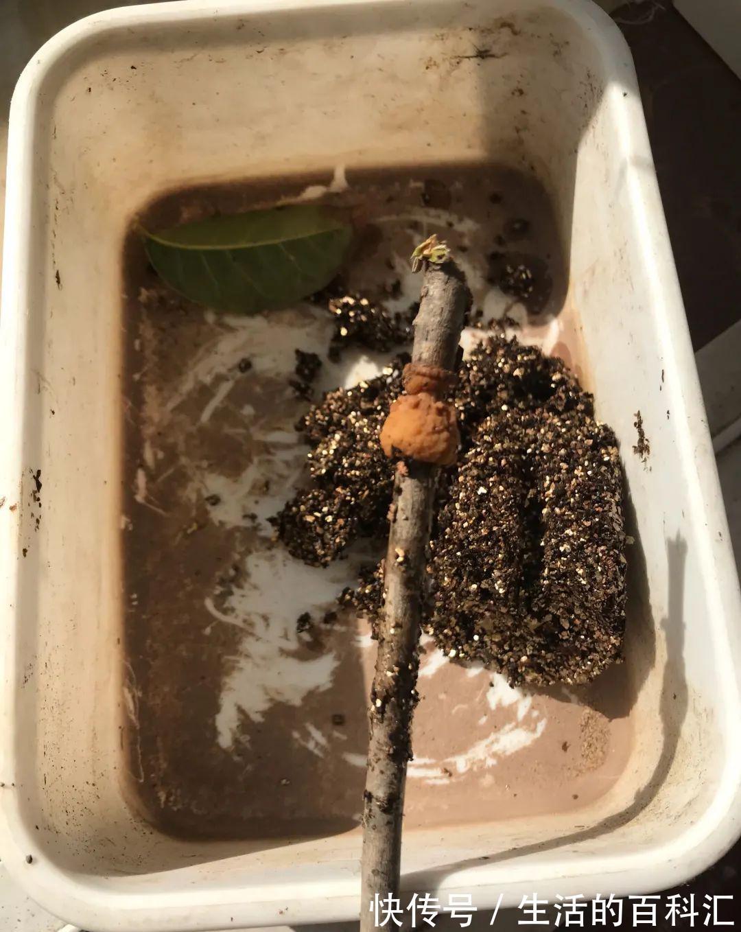 这花不用扦插,枝条套个塑料袋,大白根呼呼冒养花大全昨天