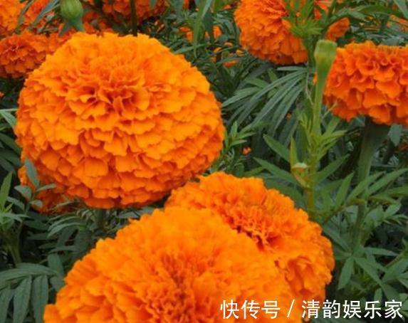 种花|家里“3种花”,一见光就开花,一年四季摆阳台,朵朵花开红艳艳