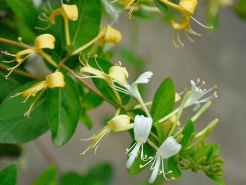 春天，来栽一株金银花，花美香浓还可泡茶