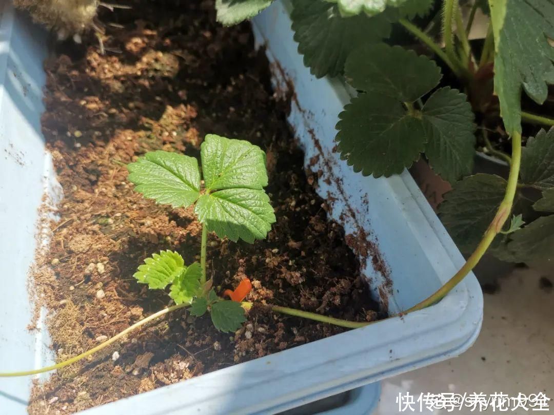 天竺葵|7种花养老桩不好，多扦插、养嫩苗，才能年年开花