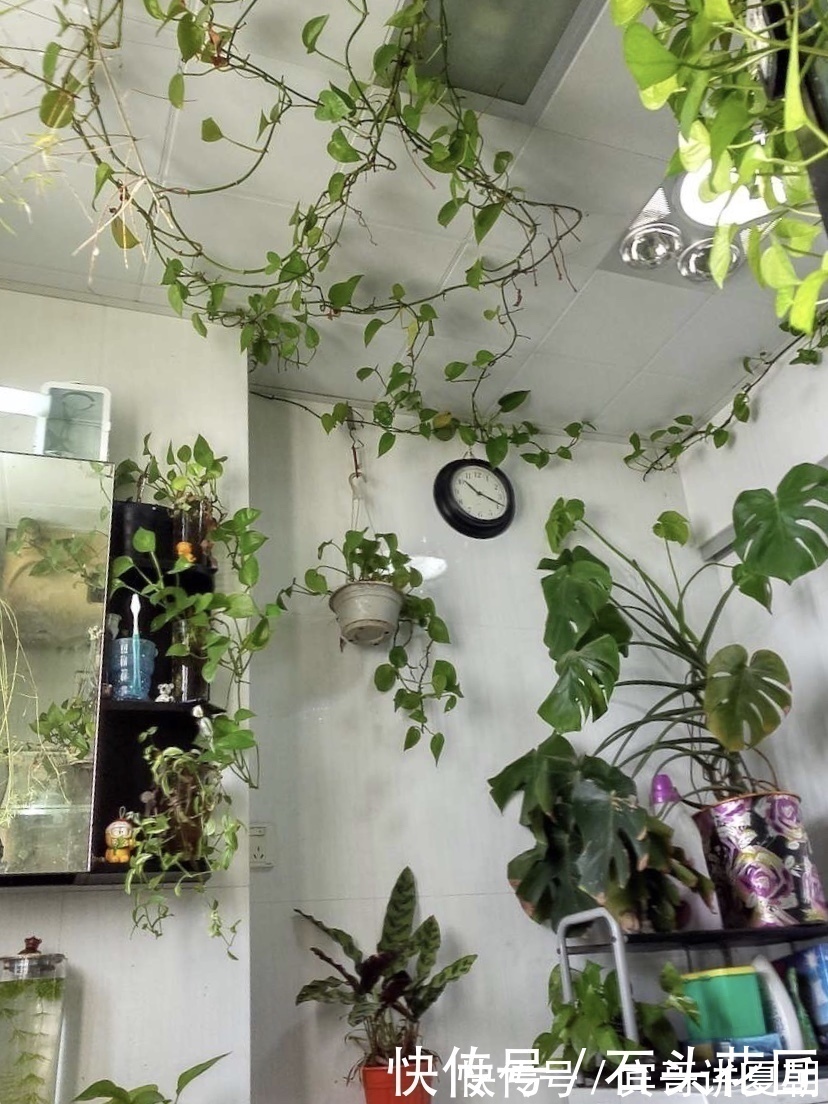 净化|卫生间“潮湿、有异味”？养上6种花草，干净又清新