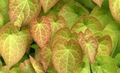 10种出彩的庭院地被花儿，最适合的才是最好的