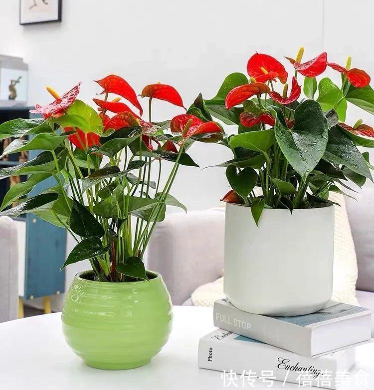 19种常见花“耐寒能力”一览表，天冷要不要“入室”，看看就知道