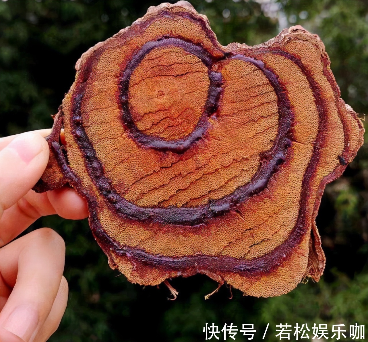 它非常珍贵,若是你的家乡也有,要珍惜,别当柴火烧