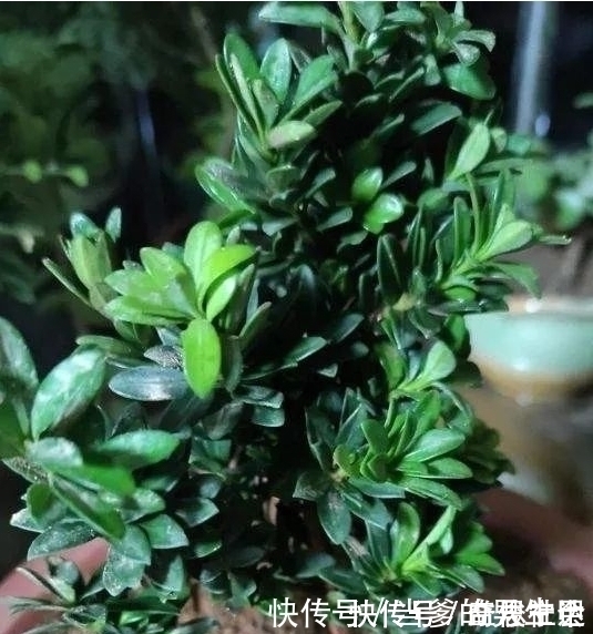 罗汉杉|种“罗汉松”用枝条,掰一根插土里,不久之后便可成为老树桩!