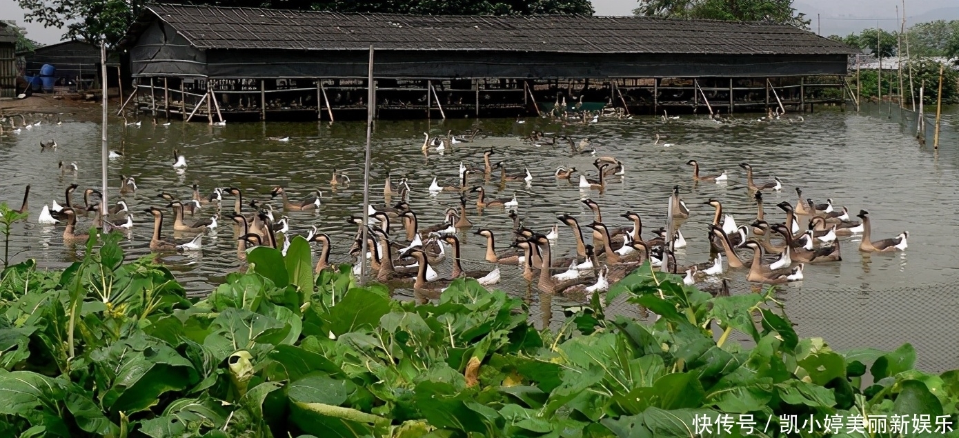 初夏钓鲫鱼,选择草窝处