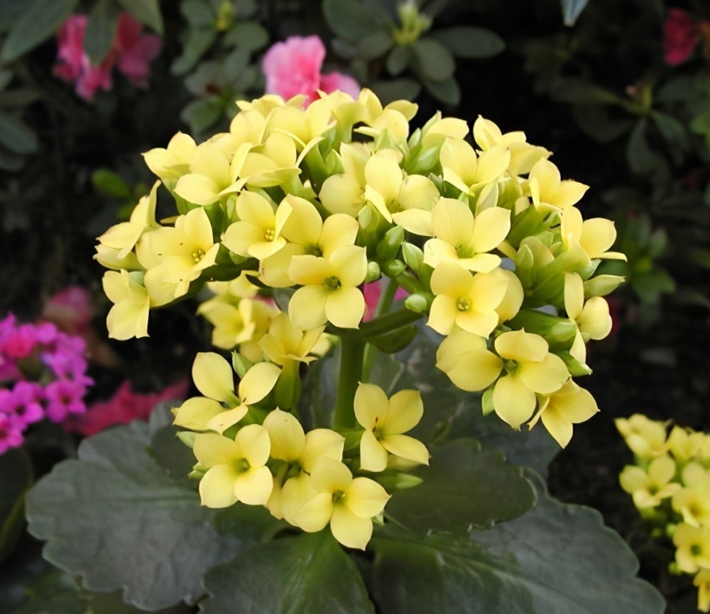 长寿花不开花别着急，快来点小苏打，催花效果极好过年前能开花