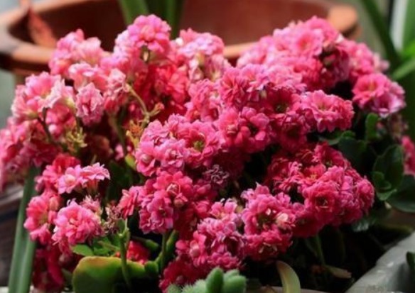 长寿花最怕的3点，现在避开了，还能开一茬，花量大1倍