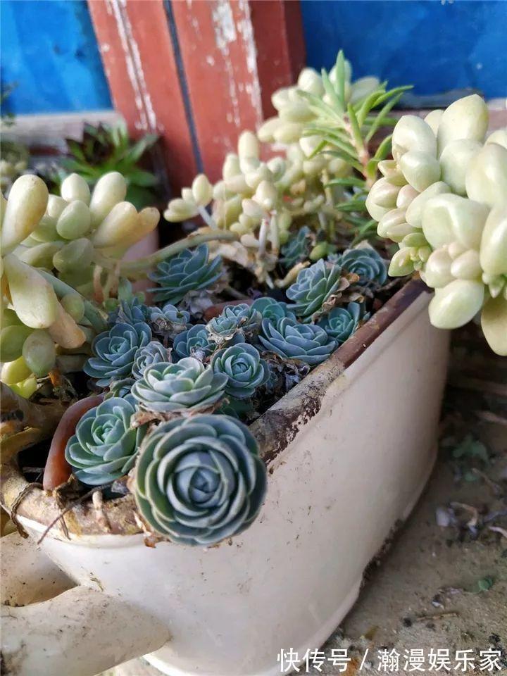 老少皆宜|农村爷爷养多肉,破缸、破鞋里都塞满,照样养的肥嘟嘟!