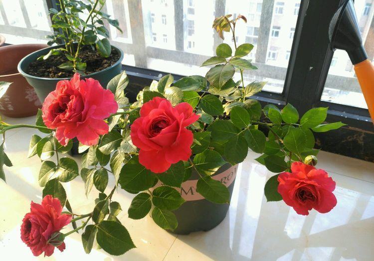 几种花是开花大户,家里养一盆,开花美长势旺,颜值超高的