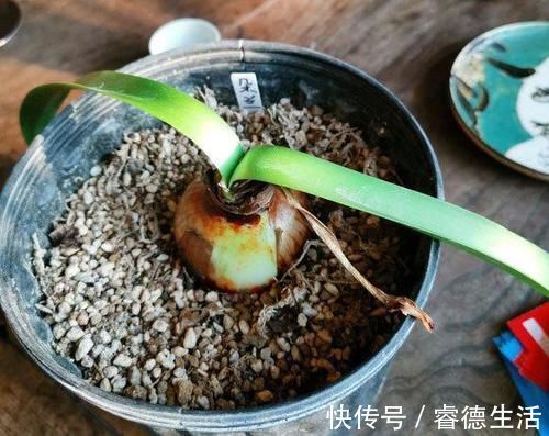 休眠期|朱顶红花后休眠期管理，地栽盆栽培壮为先