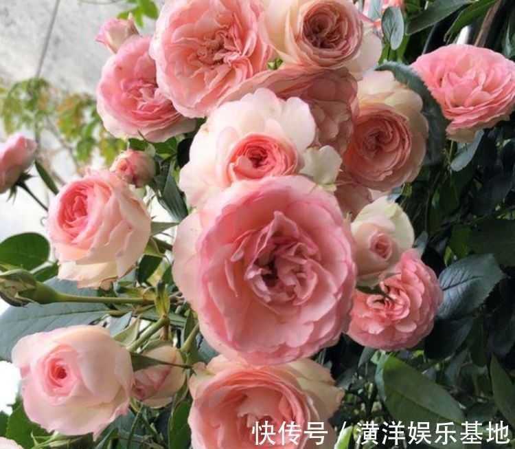 报春花报春花|从5月13日开始,家养此款花卉,丢土里就能活,花开美艳绝伦