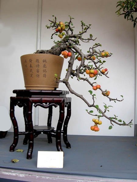 收藏|惊艳的6大盆景造型,中国植物艺术的巅峰,收藏起来