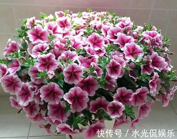 不会养花就买3种“便宜又好养”的花,几块钱一盆,开爆阳台!
