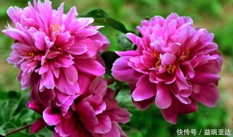 桔梗|养花就养此4种,好养易活花量大,还能散发淡淡的香气