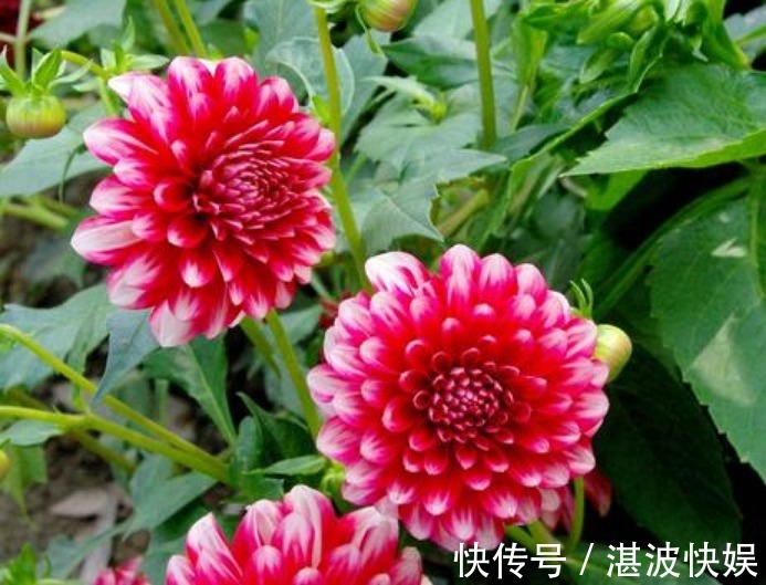 花中西施|3种“旺运花”，吉祥添富贵，家里财运亨通，旺运一整年！