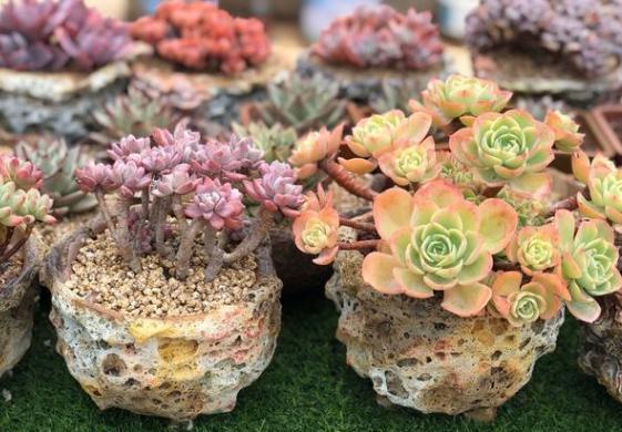 新手小白养殖多肉植物，想要个个长爆盆需多注重5个小技巧