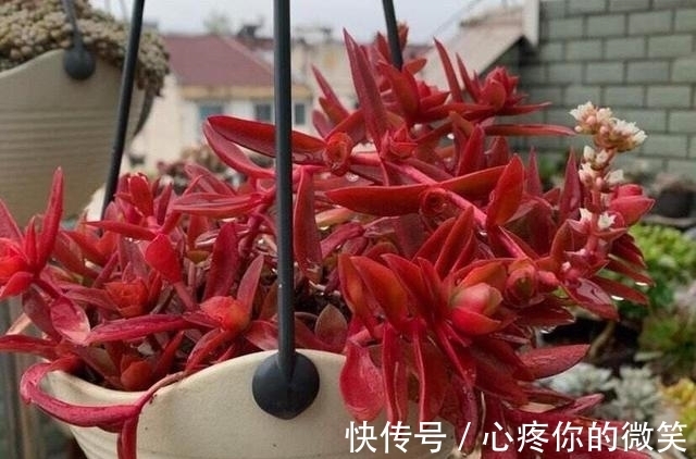 养护|6种多肉就应该挂起来养，长成“花瀑布”美极了，看起来真过瘾