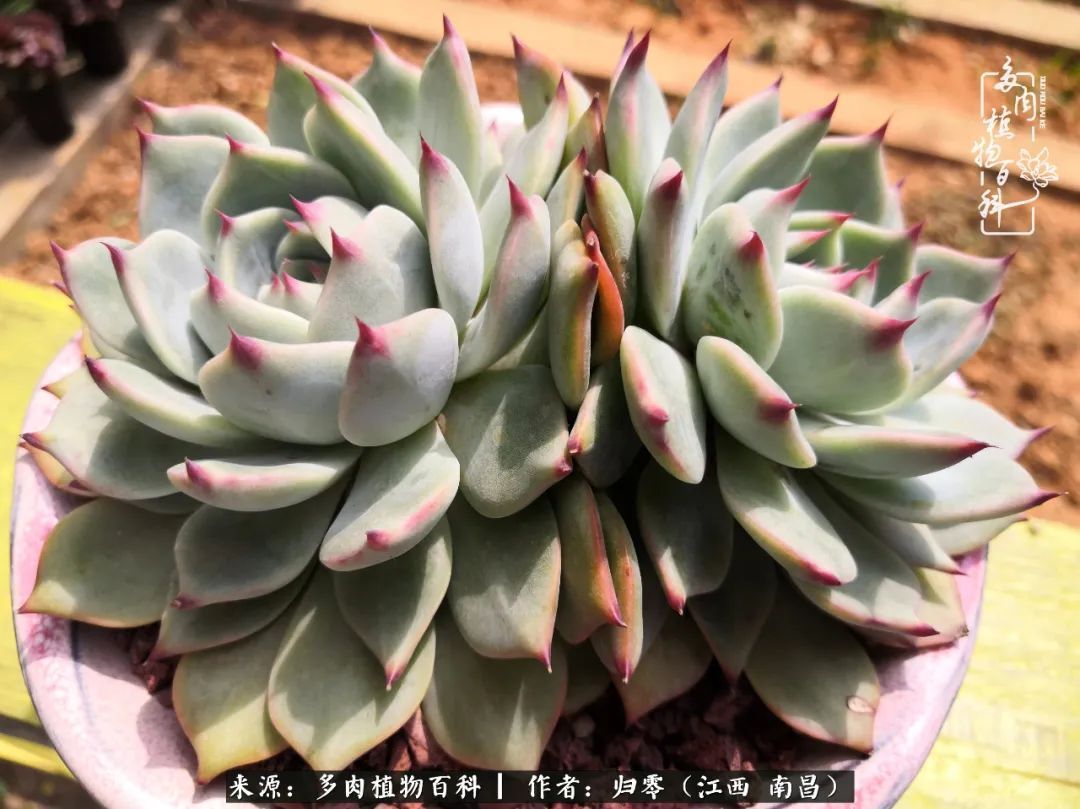 肉肉|人生转个弯,在小院遇见落入凡间的多肉小精灵!