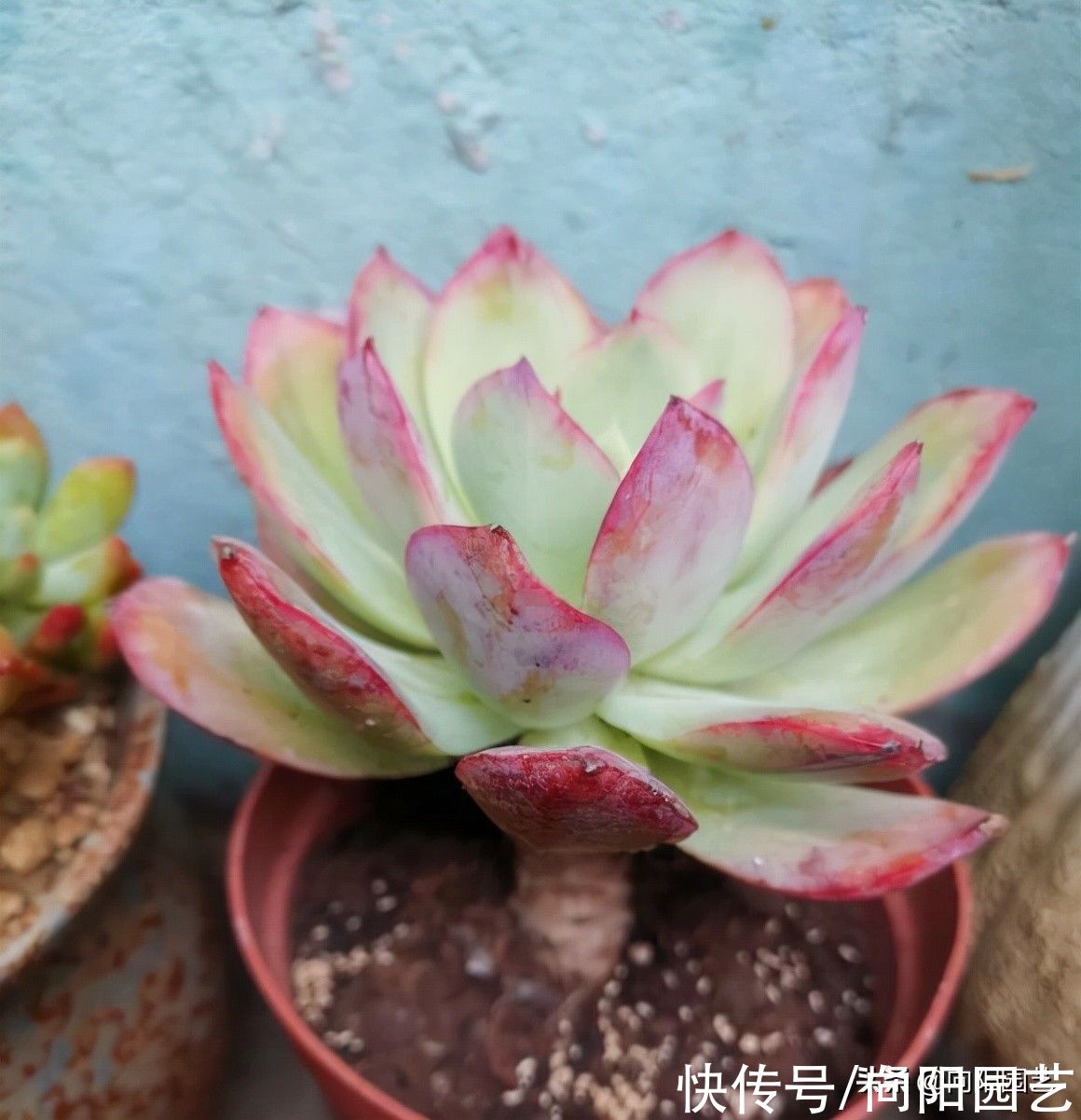 新手养多肉,这6个品种非常不错,先学着养活,不要买太多