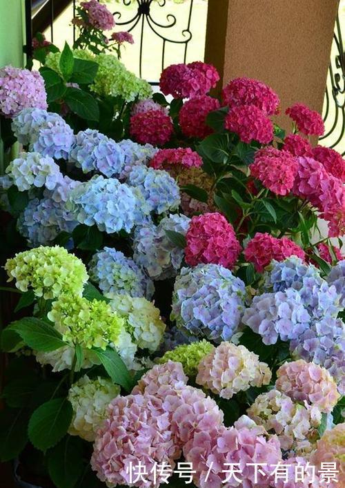 浇水|养绣球花有“三忌”,难怪黄叶开花少,大部分花友都做错了