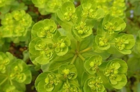 五朵云|为什么每次在乡下发现毒草五朵云就把它们挖出来?