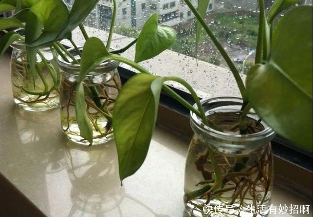 10种花,春天不能晒,躲屋里最安全!10种花,春天不能晒,躲屋里最安全!