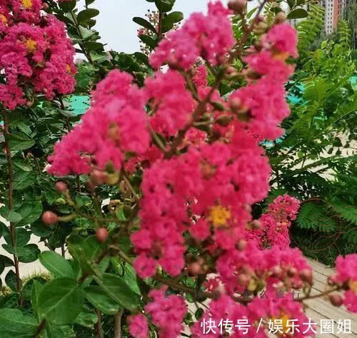 夏至|杨二先生诗歌982夏至夜咏紫薇花