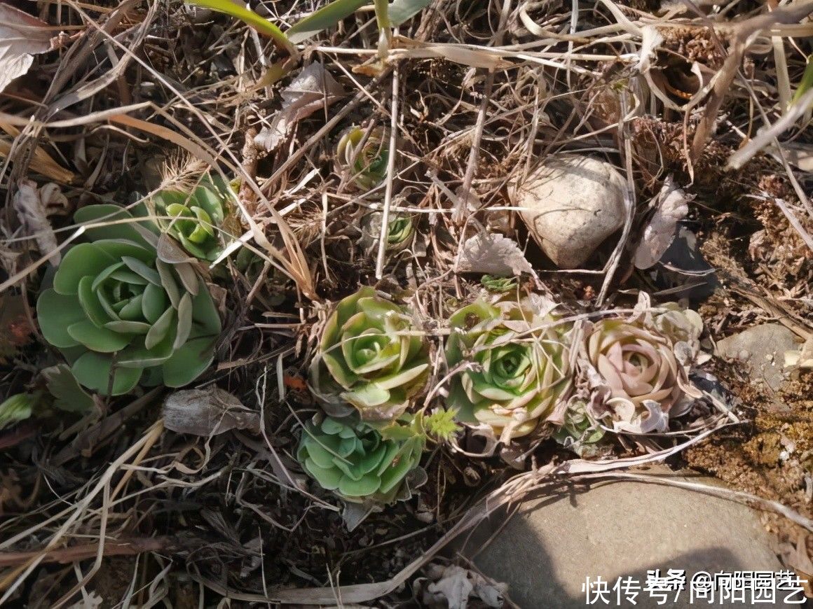 上山挖野菜，遍地都是多肉，竟然没人要，感觉要发财了