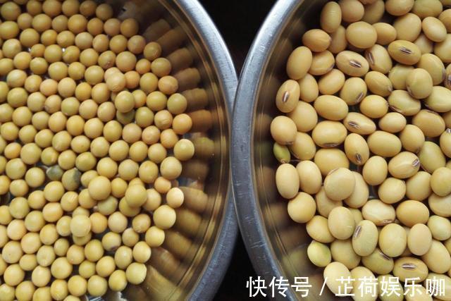 黄豆|教你在家发豆芽，不用土壤不用肥料，3天就能吃，脆嫩营养又卫生