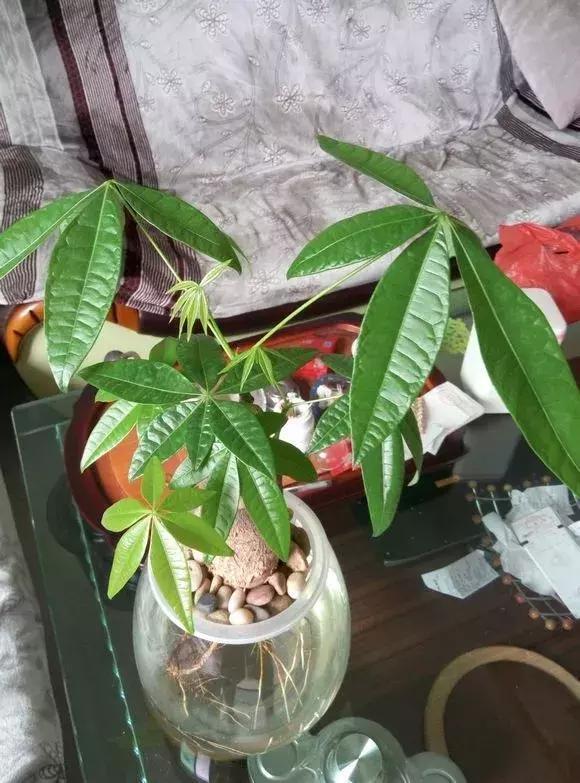 发财树|发财树黄叶烂根,切1刀丢水里,反而长得欢,2周狂冒大白根!